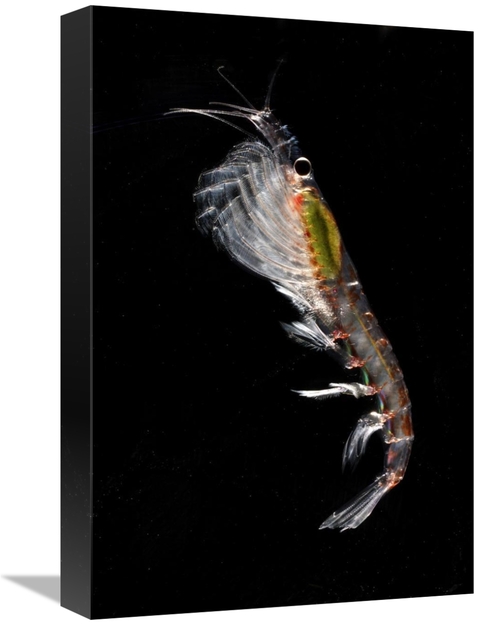 Global Gallery GCS-453560-1218-142 12 x 18 in. Antarctic Krill, An