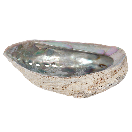 18cm Large Abalone Shell