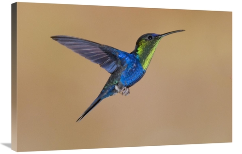 Global Gallery GCS-397383-2436-142 24 x 36 in. Violet-Crowned Woodnymp