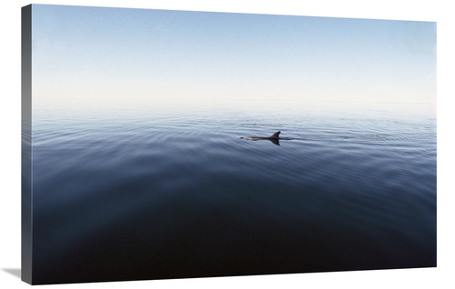 Global Gallery GCS-450687-2436-142 24 x 36 in. Bottlenose Dolphin Surf