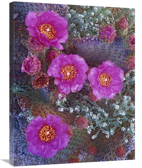 Global Gallery GCS-452217-2432-142 24 x 32 in. Beavertail Cactus Flowe