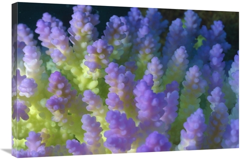 Global Gallery GCS-398409-2436-142 24 x 36 in. Stony Coral Bleached Br