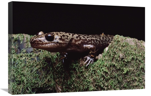 Global Gallery GCS-450724-2030-142 20 x 30 in. Pacific Giant Salamande