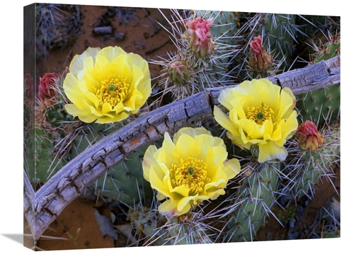 Global Gallery GCS-396090-1824-142 18 x 24 in. Opuntia Cactus Blooming