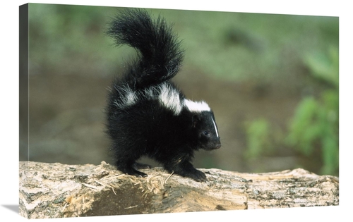 Global Gallery GCS-452555-2030-142 20 x 30 in. Striped Skunk Kit on Lo