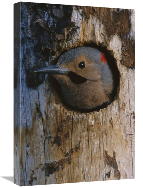 Global Gallery GCS-451927-1624-142 16 x 24 in. Northern Flicker Woodpe