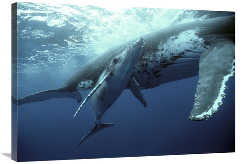 Global Gallery GCS-397959-36-142 36 in. Humpback Whale Mother & Calf&#