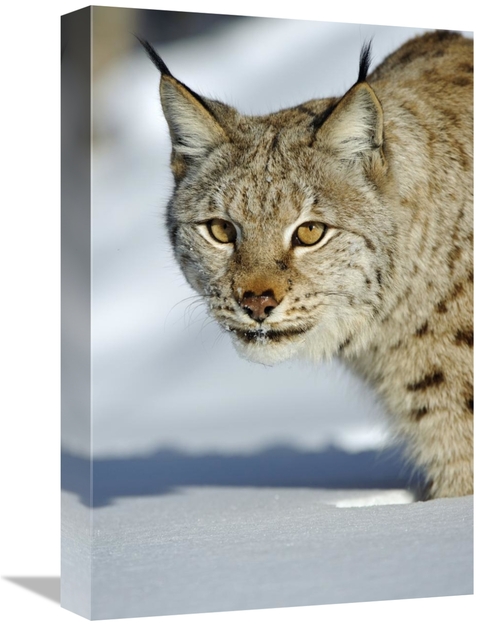 Global Gallery GCS-398057-1218-142 12 x 18 in. Eurasian Lynx in Snow&#