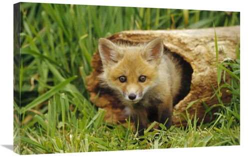 Global Gallery GCS-452951-2030-142 20 x 30 in. Red Fox Kit in Log,