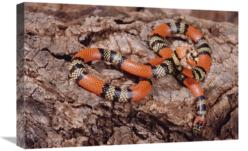 Global Gallery GCS-397690-1624-142 16 x 24 in. Aquatic Coral Snake on 