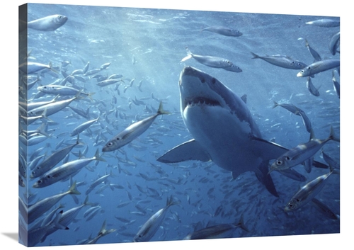 Global Gallery GCS-397974-2432-142 24 x 32 in. Great White Shark with 