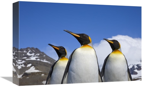 Global Gallery GCS-395330-1218-142 12 x 18 in. King Penguin Trio, 