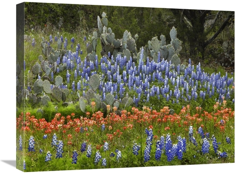 Global Gallery GCS-396136-1824-142 18 x 24 in. Bluebonnet & Pricky Pea