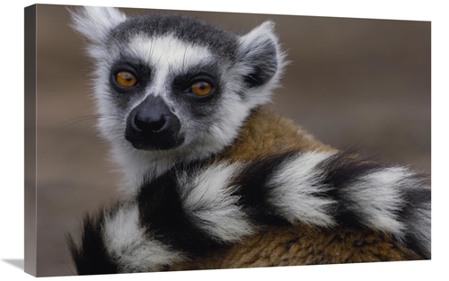 Global Gallery GCS-453251-2030-142 20 x 30 in. Ring-Tailed Lemur Portr