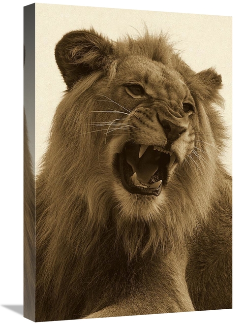 Global Gallery GCS-453665-1624-142 16 x 24 in. African Lion Male Growl