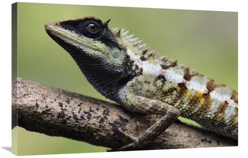 Global Gallery GCS-397547-2436-142 24 x 36 in. Forest Crested Agama Li