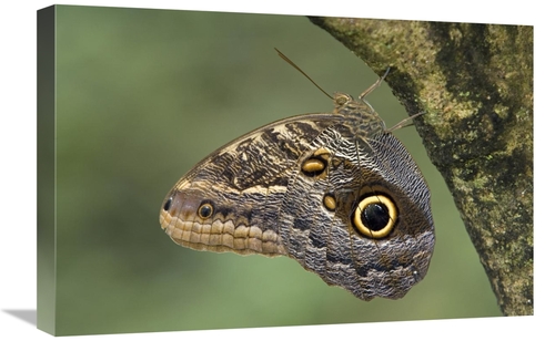 Global Gallery GCS-395319-1624-142 16 x 24 in. Owl Butterfly Perched U