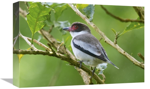 Global Gallery GCS-397257-1218-142 12 x 18 in. Masked Tityra, Cost