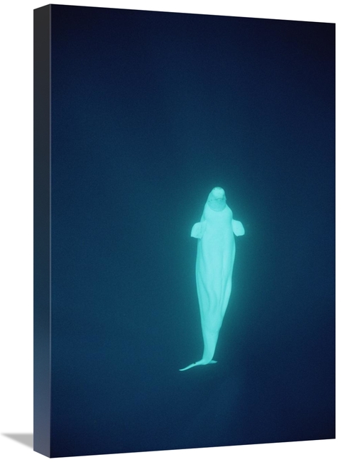 Global Gallery GCS-450730-1624-142 16 x 24 in. Beluga Whale At 200 ft.