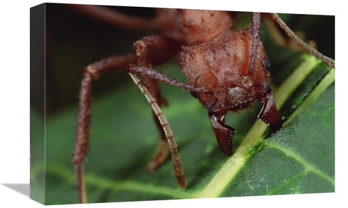 Global Gallery GCS-450768-1218-142 12 x 18 in. Leafcutter Ant Worker C