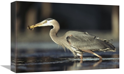 Global Gallery GCS-396584-1218-142 12 x 18 in. Great Blue Heron with C