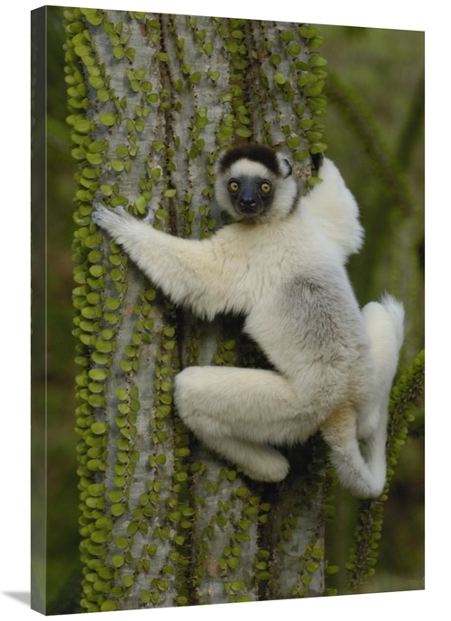 Global Gallery GCS-453037-2436-142 24 x 36 in. Verreauxs Sifaka Sittin