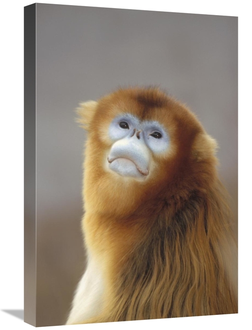 Global Gallery GCS-452285-1624-142 16 x 24 in. Golden Snub-Nosed Monke