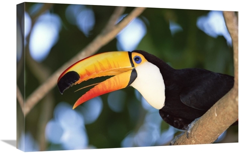 Global Gallery GCS-452529-1624-142 16 x 24 in. Toco Toucan Portrait&#4