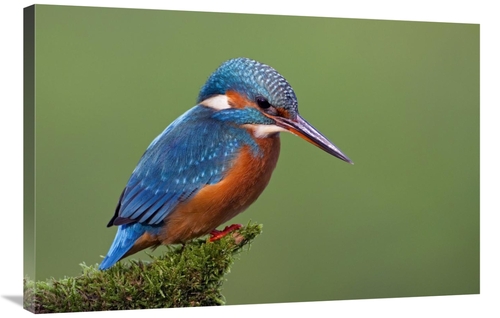 Global Gallery GCS-395293-2436-142 24 x 36 in. Common Kingfisher, 