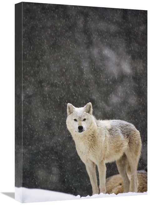 Global Gallery GCS-452725-1624-142 16 x 24 in. Timber Wolf Female,