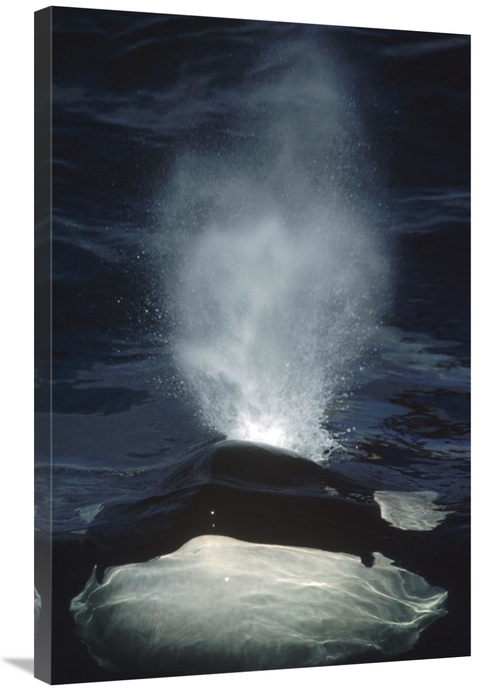 Global Gallery GCS-450565-2436-142 24 x 36 in. Orca Surfacing, Bri