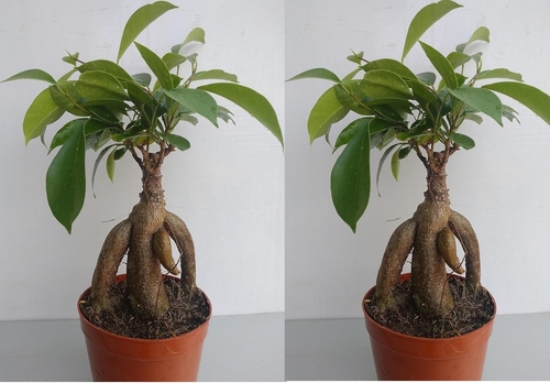 Ficus Ginseng Indoor and outdoor Bonsai Artificial Plant PACK OF 2