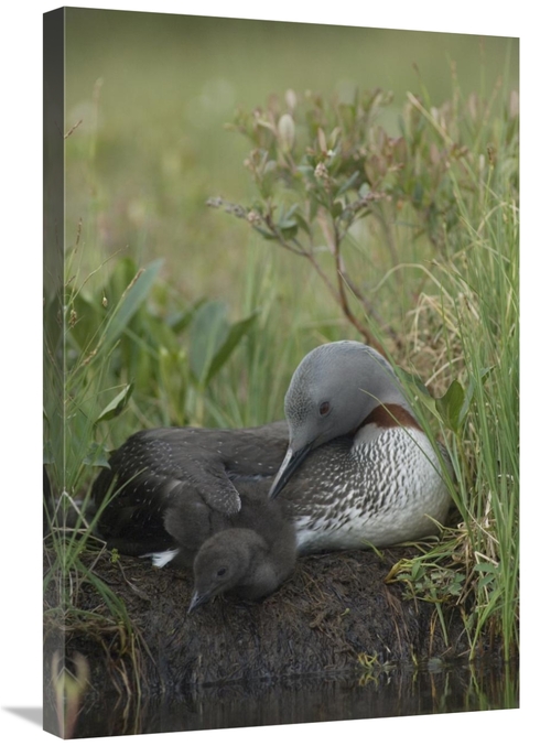 Global Gallery GCS-451937-2030-142 20 x 30 in. Red-Throated Loon with 