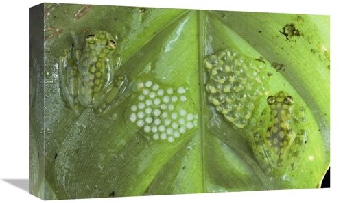 Global Gallery GCS-397230-1218-142 12 x 18 in. Reticulated Glass Frogs