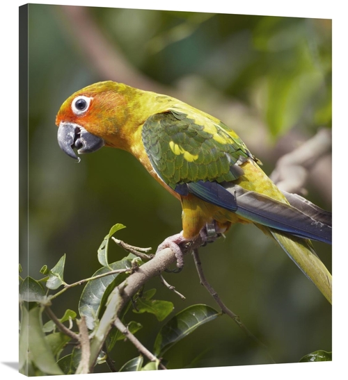 Global Gallery GCS-396082-36-142 36 in. Sun Parakeet, Native to So