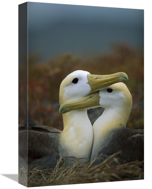 Global Gallery GCS-451363-1218-142 12 x 18 in. Waved Albatross Pair Bo