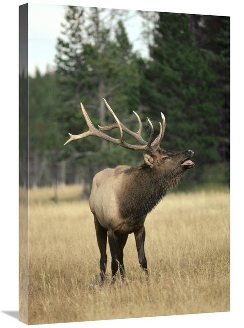 Global Gallery GCS-451864-2030-142 20 x 30 in. Elk Male Bugling During