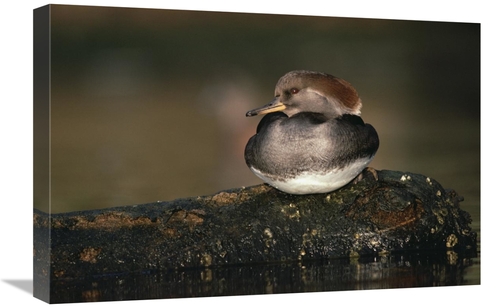 Global Gallery GCS-396509-1624-142 16 x 24 in. Hooded Merganser Female