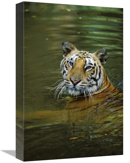 Global Gallery GCS-452700-1218-142 12 x 18 in. Bengal Tiger in Water&#