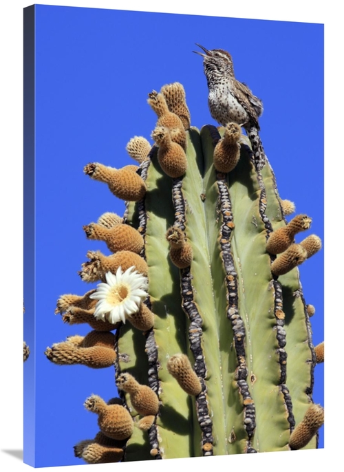 Global Gallery GCS-398110-2436-142 24 x 36 in. Cactus Wren Singing Ato