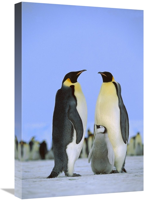 Global Gallery GCS-452319-1624-142 16 x 24 in. Emperor Penguin Family&