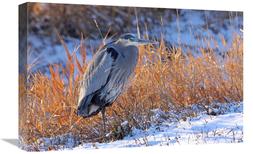 Global Gallery GCS-486417-22-142 22 in. Heron in Winter I Art Print - 