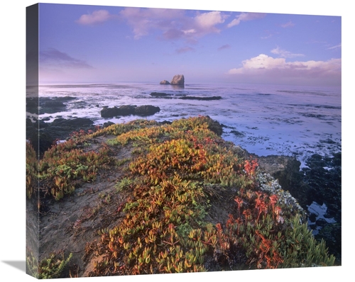 Global Gallery GCS-396714-22-142 22 in. Iceplant Covering Coastal Rock