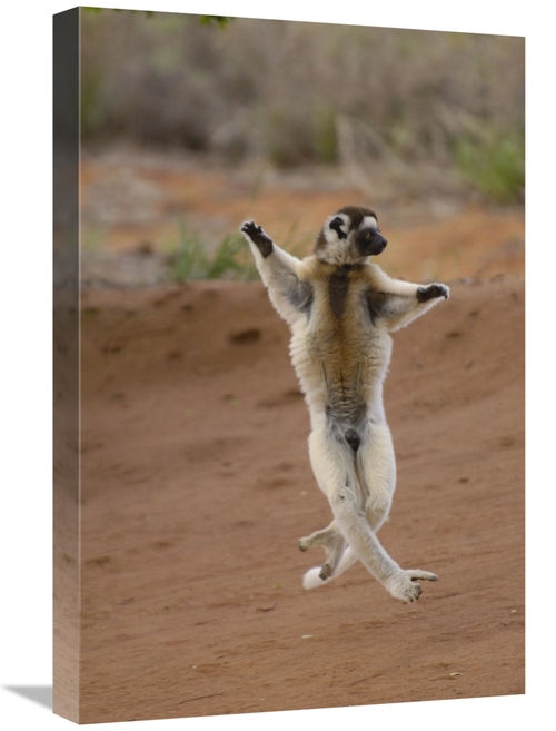 Global Gallery GCS-453040-1624-142 16 x 24 in. Verreauxs Sifaka Hoppin