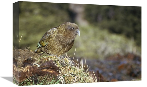 12 x 18 in. Kea Portrait, Arthurs Pass National Park, New Zeal