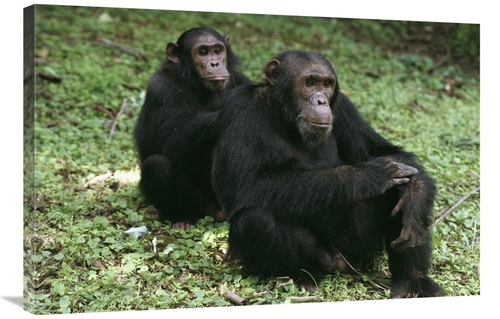 Global Gallery GCS-452825-2436-142 24 x 36 in. Chimpanzee Grooming Ano