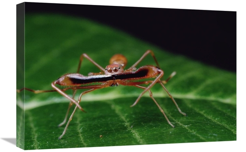 Global Gallery GCS-450715-1624-142 16 x 24 in. Kerengga Ant-Like Jumpe