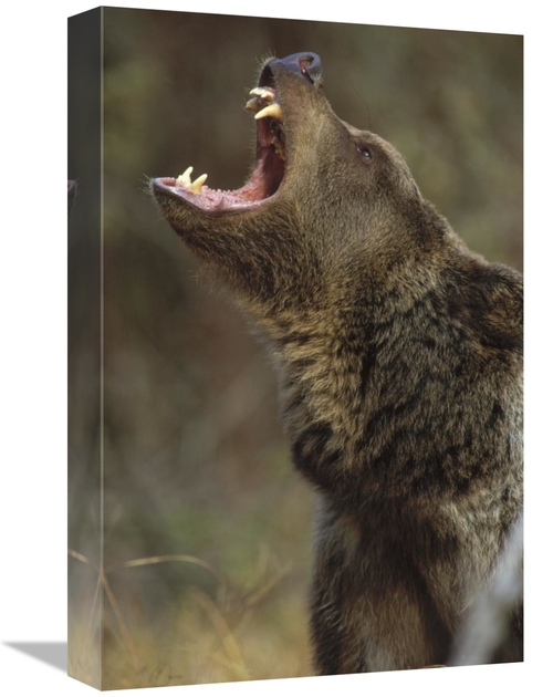 Global Gallery GCS-396045-1218-142 12 x 18 in. Grizzly Bear Calling&#4