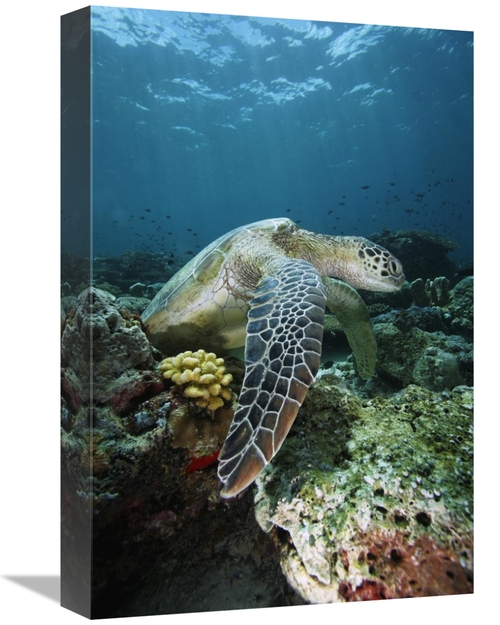 Global Gallery GCS-397733-1218-142 12 x 18 in. Green Sea Turtle on Cor