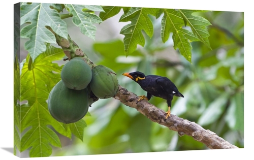 Global Gallery GCS-453642-2030-142 20 x 30 in. Hill Myna Feeding on Pa